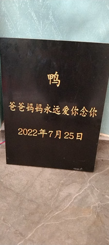 “鸭”兄2022.08.03下葬安逸宠物墓园(图4)